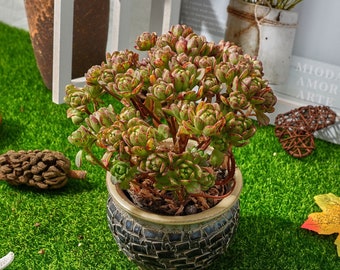 6'' Kalanchoë Firefox