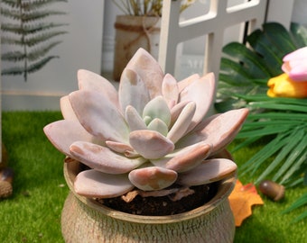 5''Echeveria 'snow bunny'