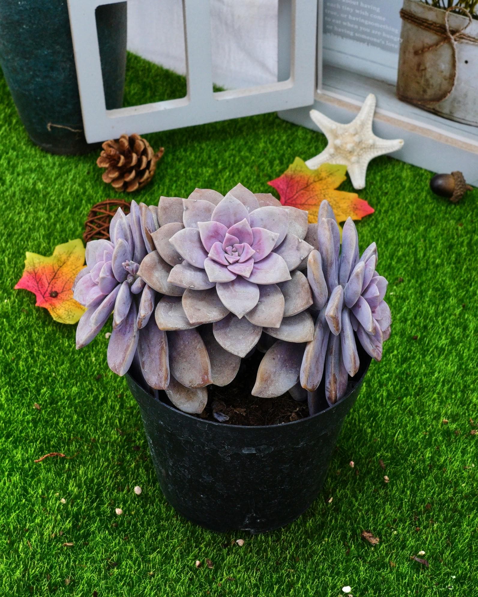 6'' Graptopetalum Superbum
