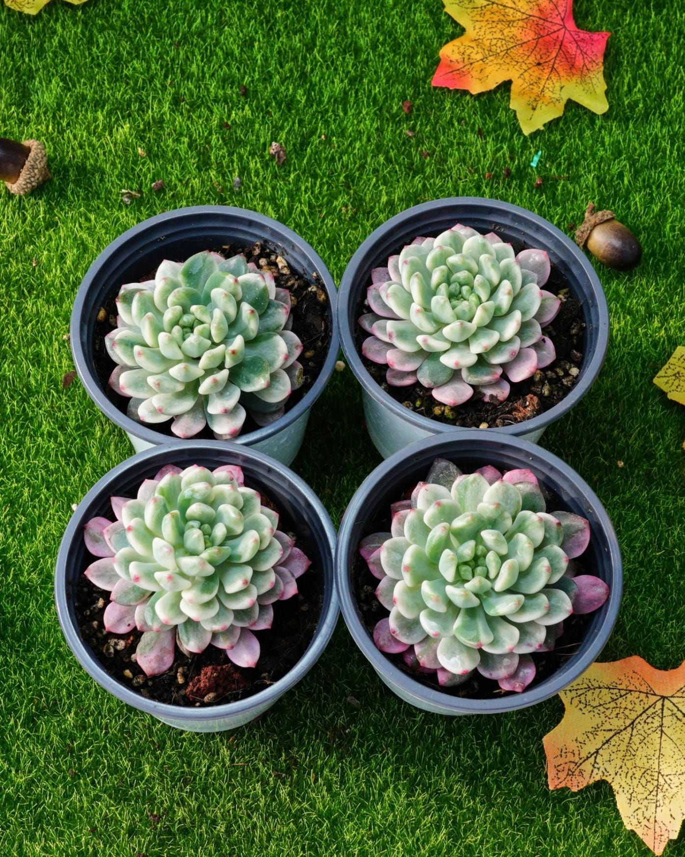 3'' エケベリア ブルーアップル 斑入り - Etsy 日本