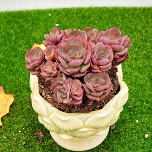 Echeveria Claudia - Etsy