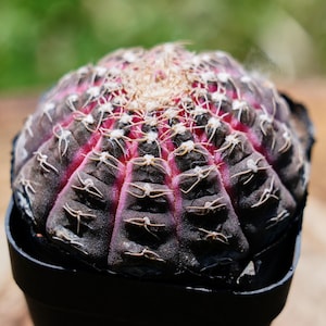 Breast cactus - Etsy.de