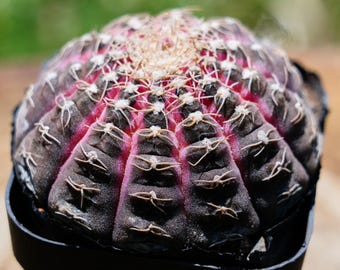 2'' Cactus Lagun Variegated