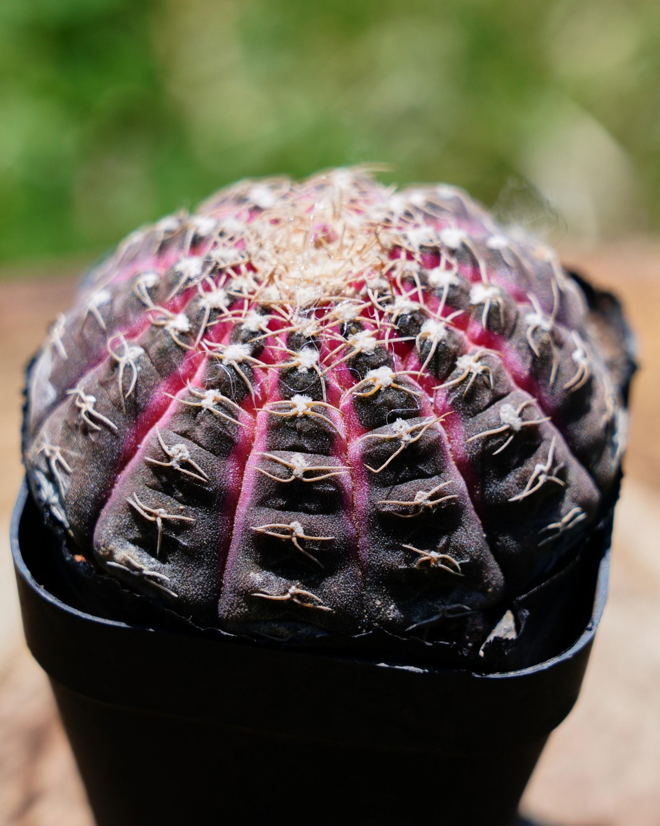 Breast cactus - Etsy.de