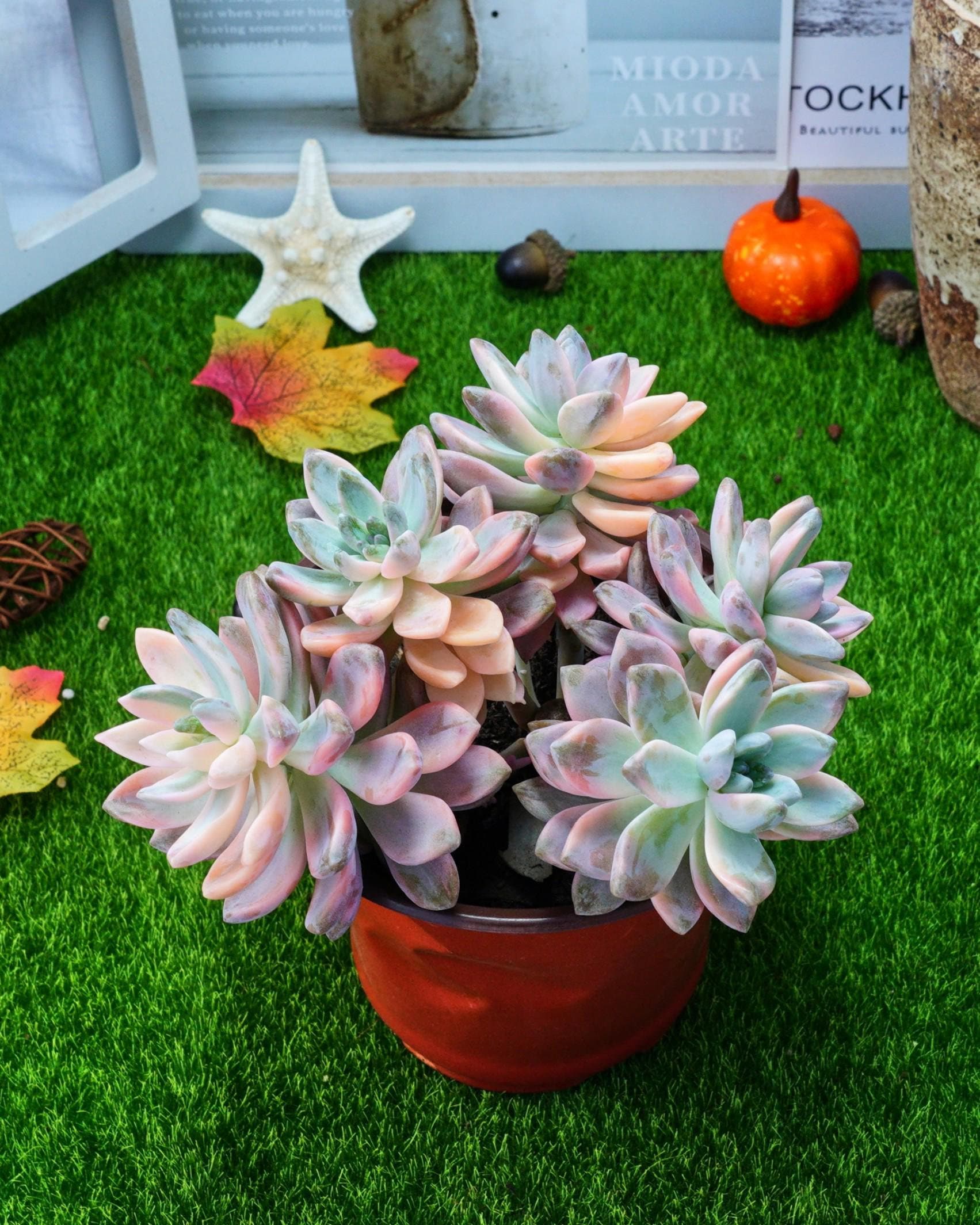 5'' Graptoveria Victor Kane Variegated
