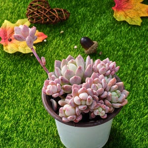 4&#39;&#39; Echeveria Small Red Peach