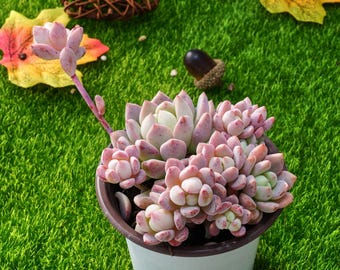 エンジェルフィンガーレッド エンジェルフィンガーレッド カード検索 ｜ Z/X - Zillions of enemy X