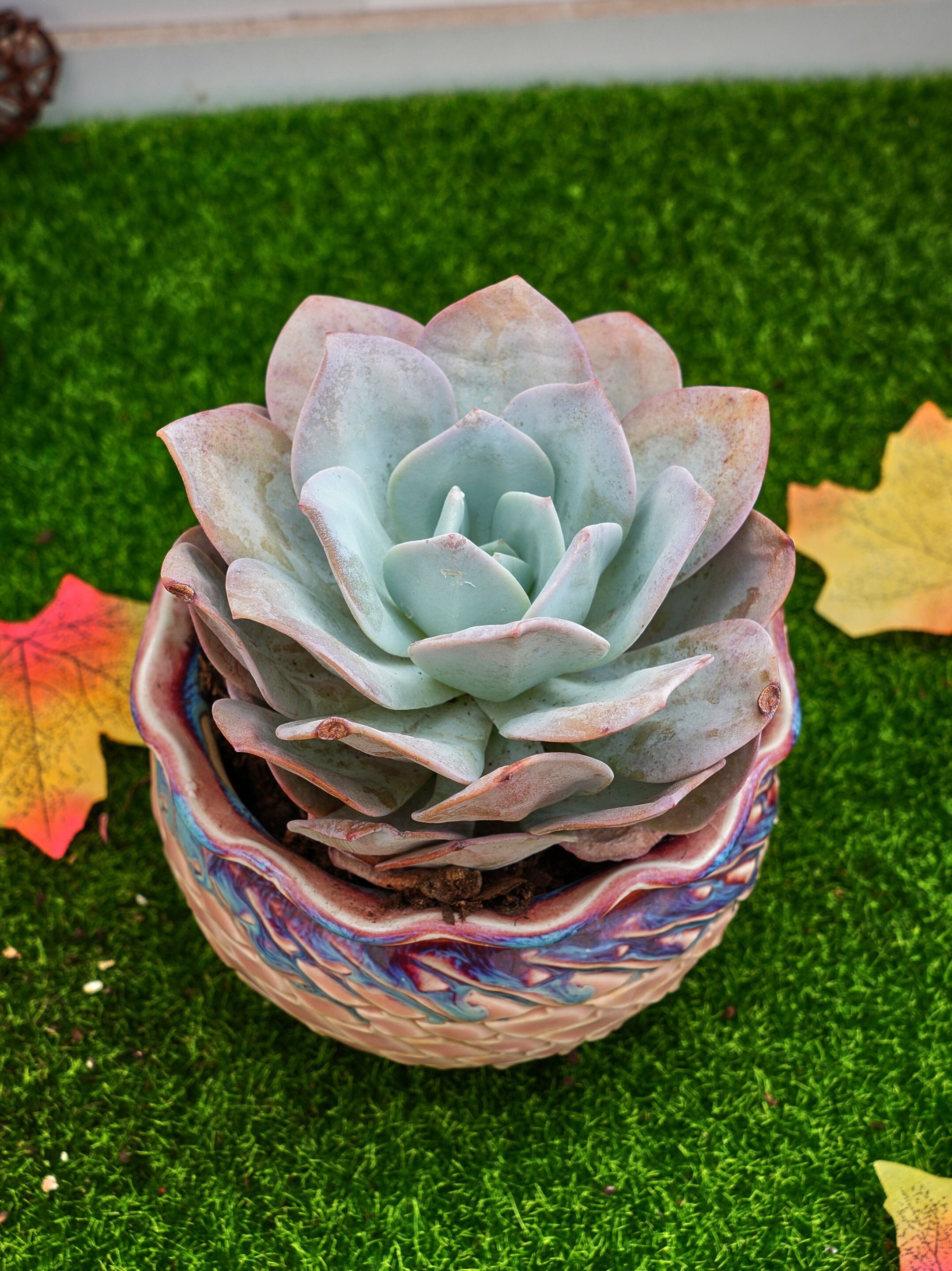 Echeveria cream tea - Etsy 日本