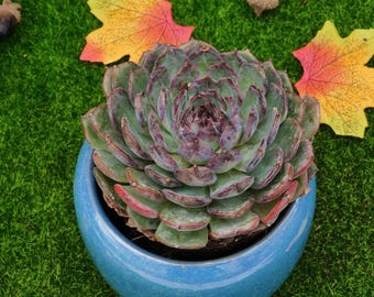 Echeveria Blue Enchantress - Live Succulent - Etsy