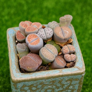 May include: A collection of small, heart-shaped succulents in a blue and green ceramic pot. The succulents are a mix of green, pink, and brown.
