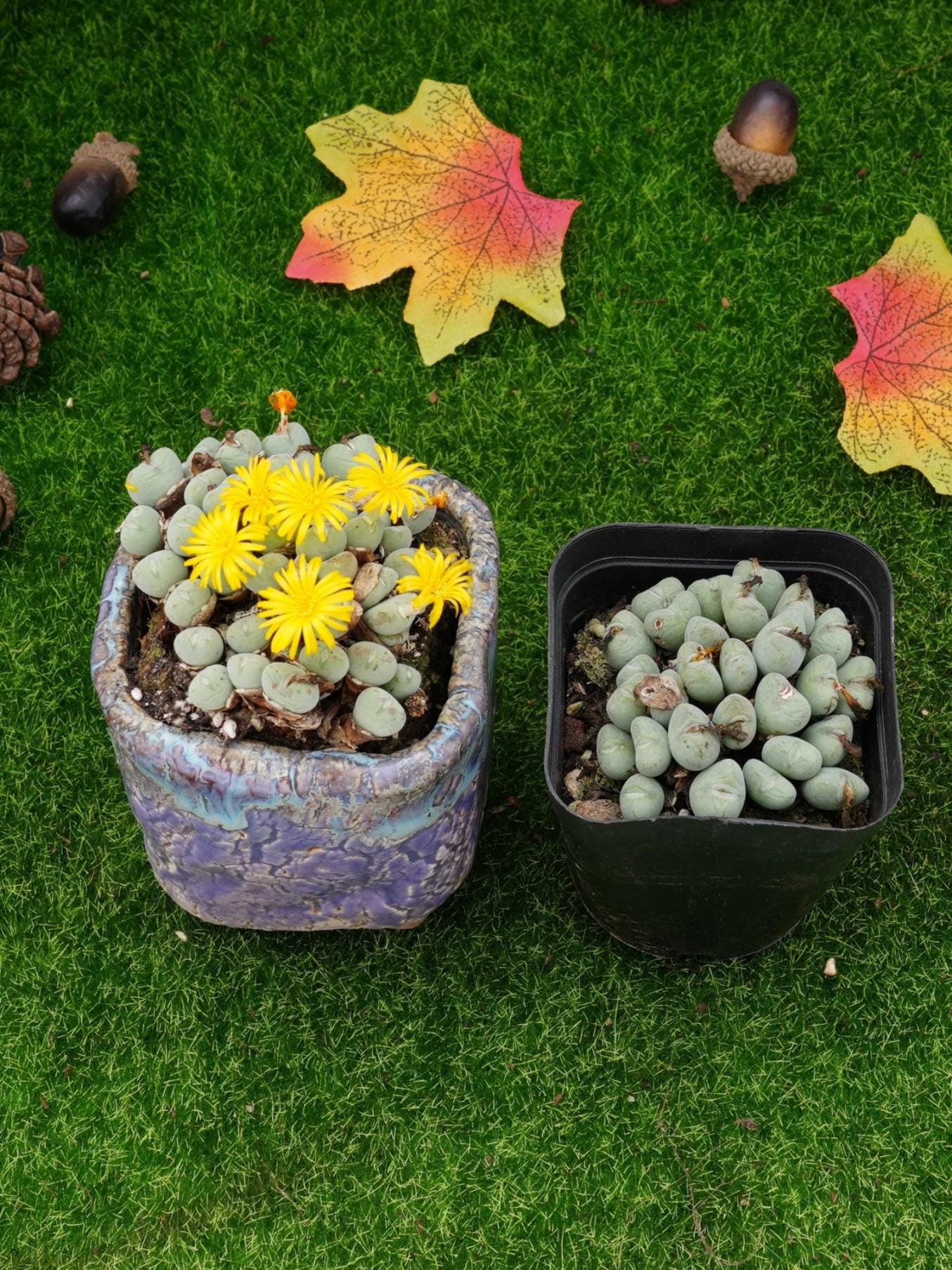 Conophytum Luisae da 2,5'' - Etsy Italia