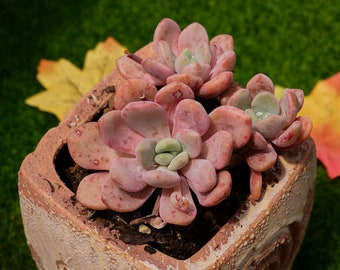 4'' Crassula Deltoidea