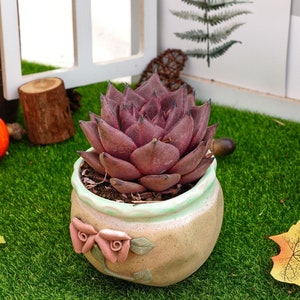 以下が含まれることがあります： 濃い紫色の葉を持つ多肉植物が、側面にピンクのバラが付いた小さな装飾的な陶器の鉢に入っています。鉢は緑の人工芝の上に置かれています。
