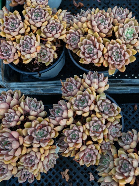 5インチ エケベリア 'アルゼー' - Etsy 日本