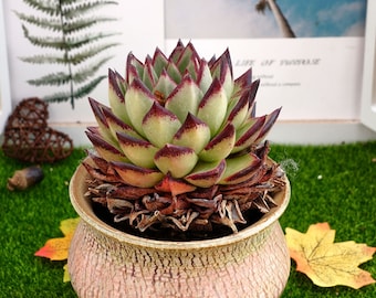 4'' Echeveri Agavoides Ebony