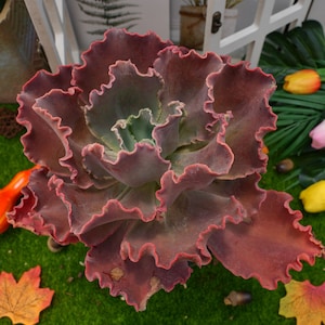 Coral Succulents - Etsy