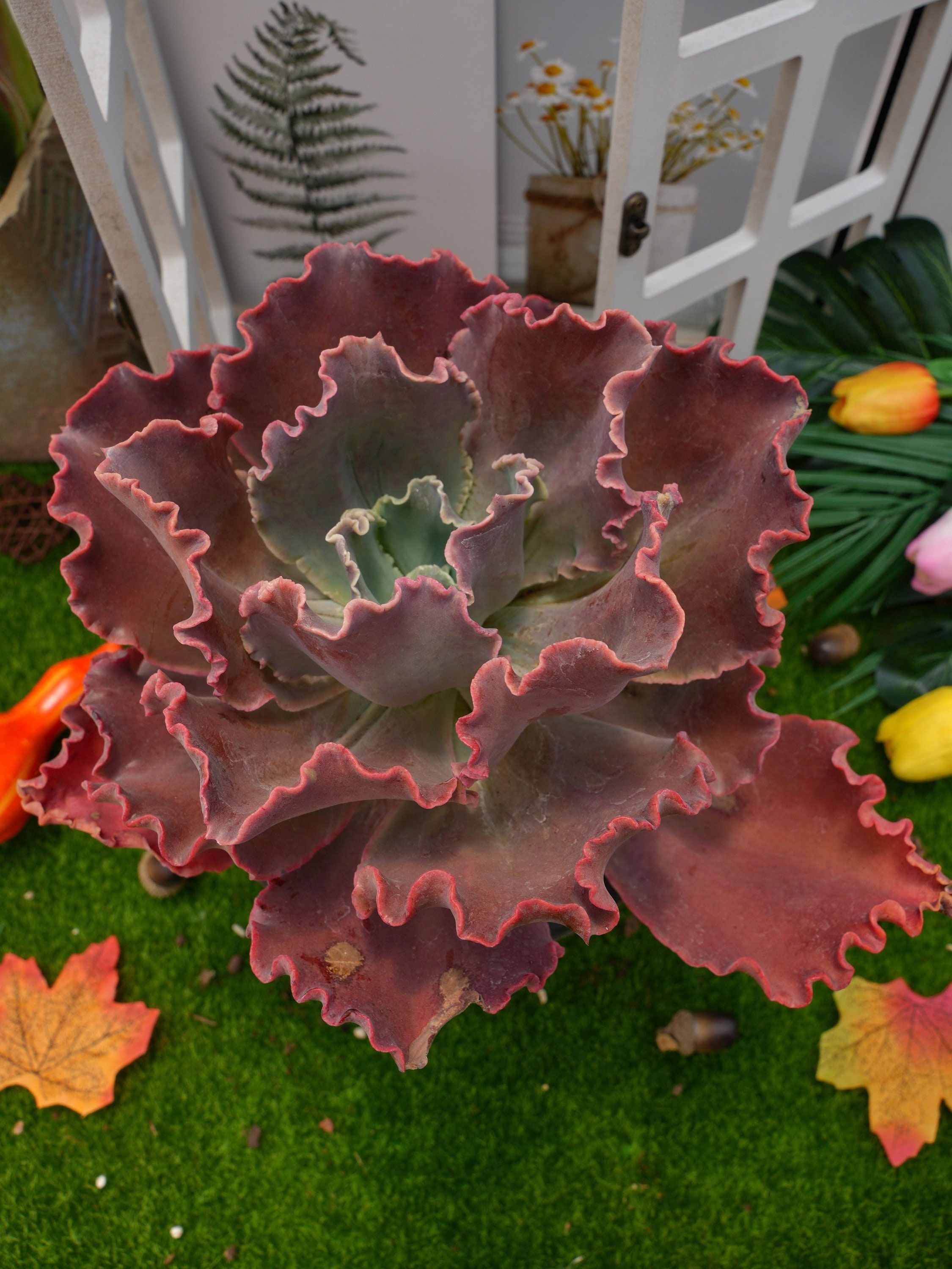 8''Echeveria 'Coral Rojo' - Etsy México, image size:2250x3000