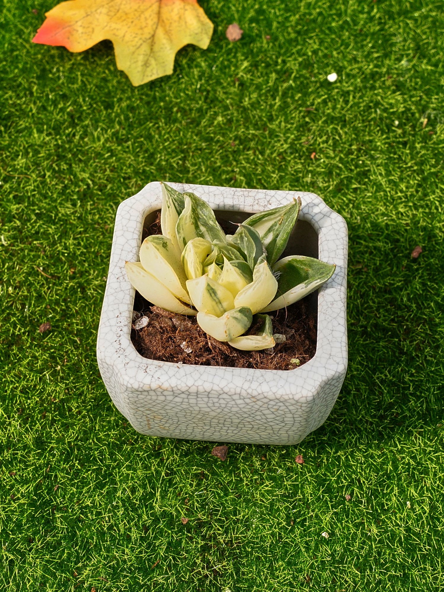 2'' ハオルチア シンビフォルミス 斑入り - Etsy 日本