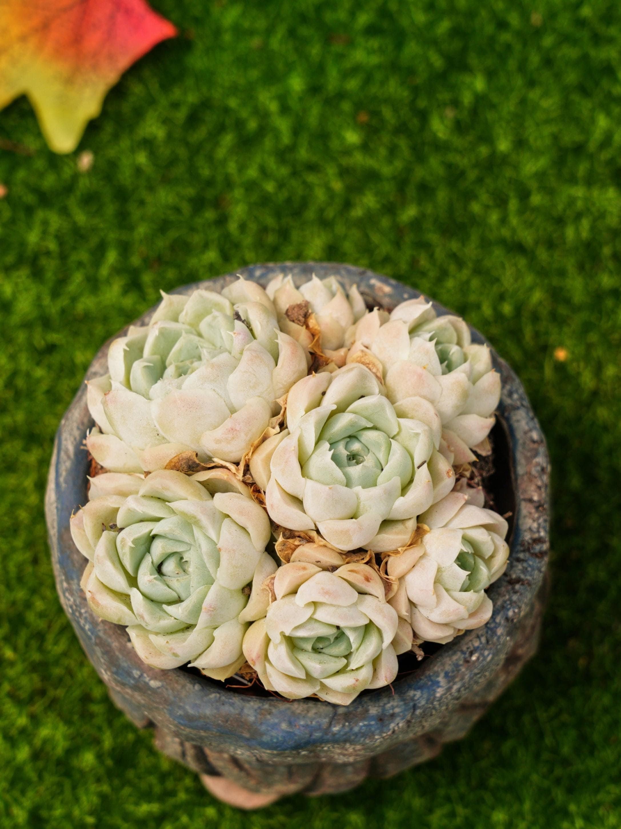 4'' Echeveria Elegans Branco