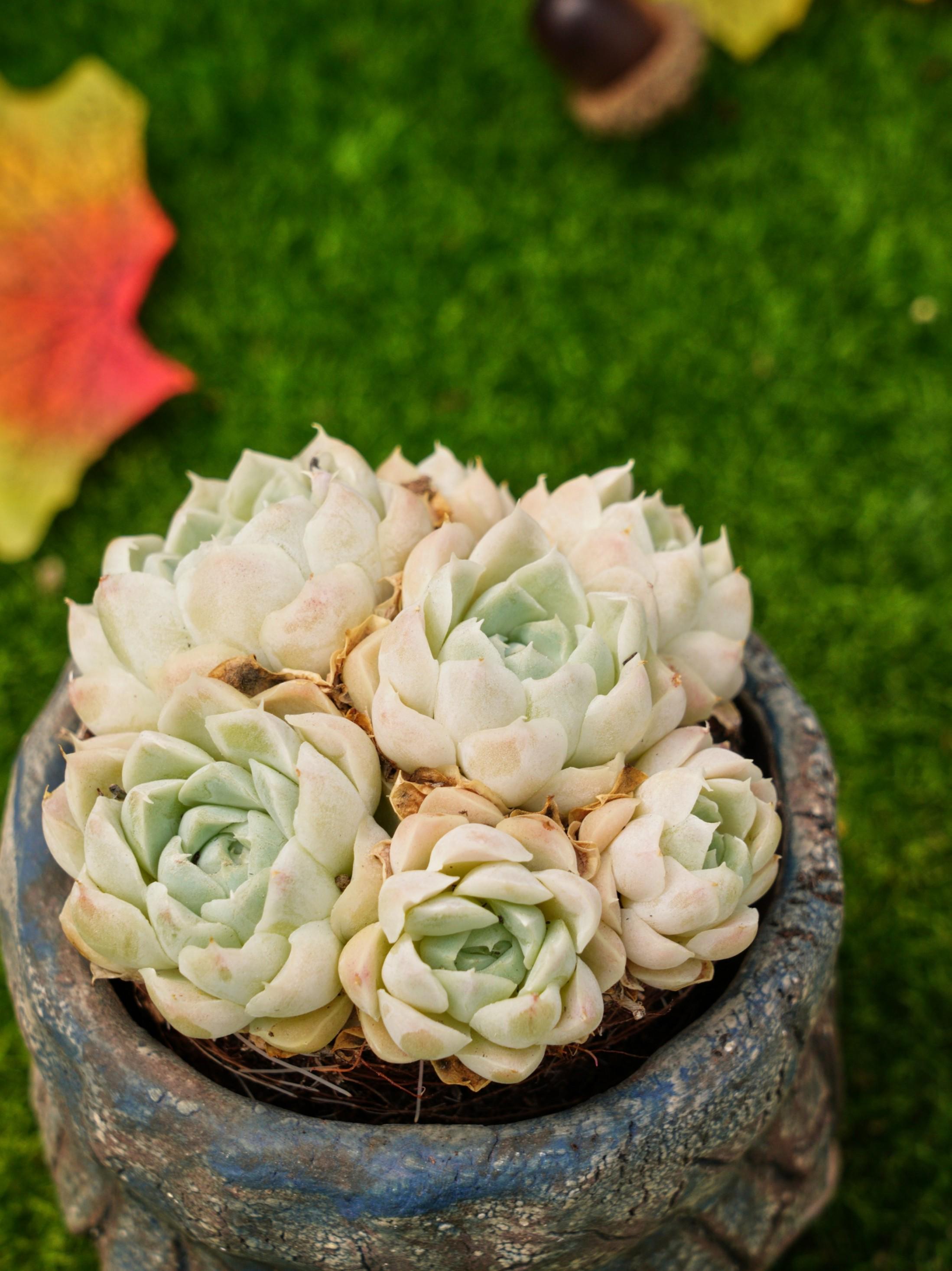 4'' エケベリア ホワイト エレガンス - Etsy 日本