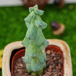 May include: A green cactus with a unique, segmented shape, growing in a terracotta pot. The cactus has a light green color and is in a square pot with a brown rim.