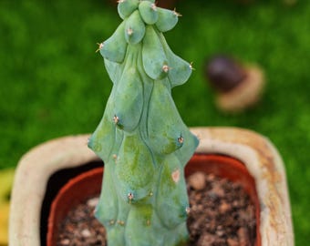 4'' Lophocereus Schottii