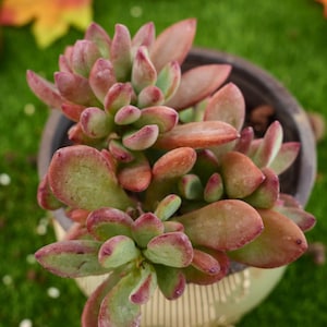 5&#39;&#39; Echeveria Rezry