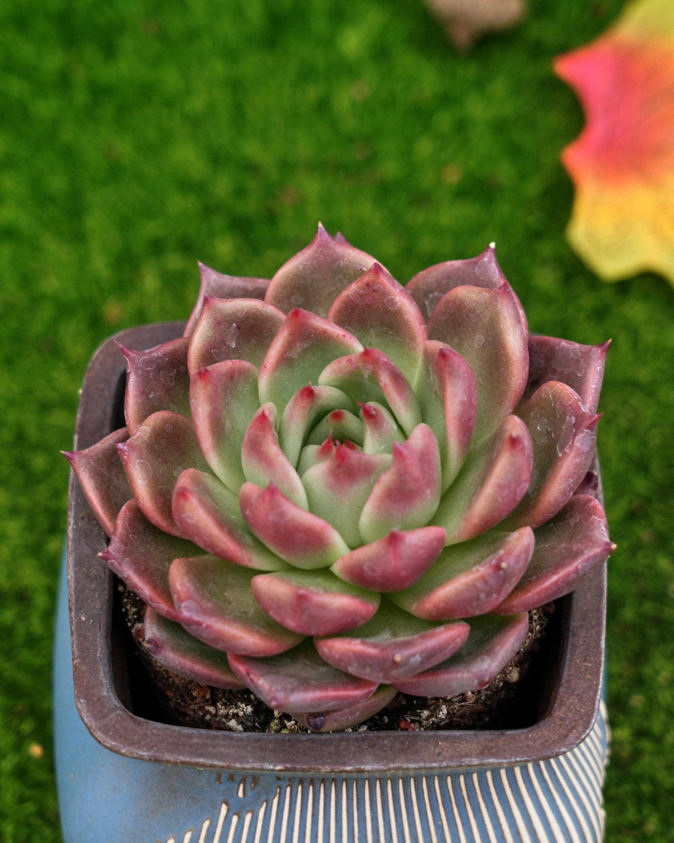 Maysオーダーページ•*¨*•.¸¸♬ MaySlateArt - Etsy 日本