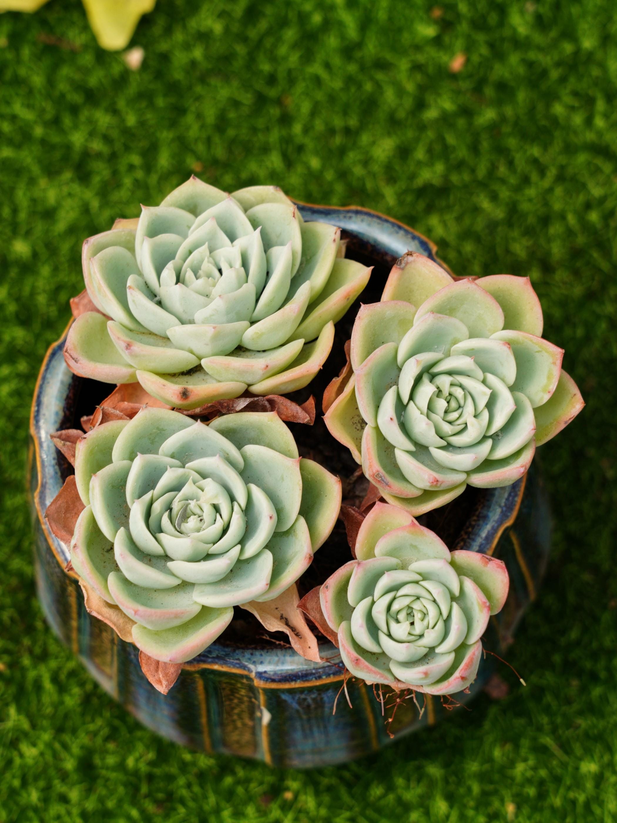 Echeveria Pansy - Etsy