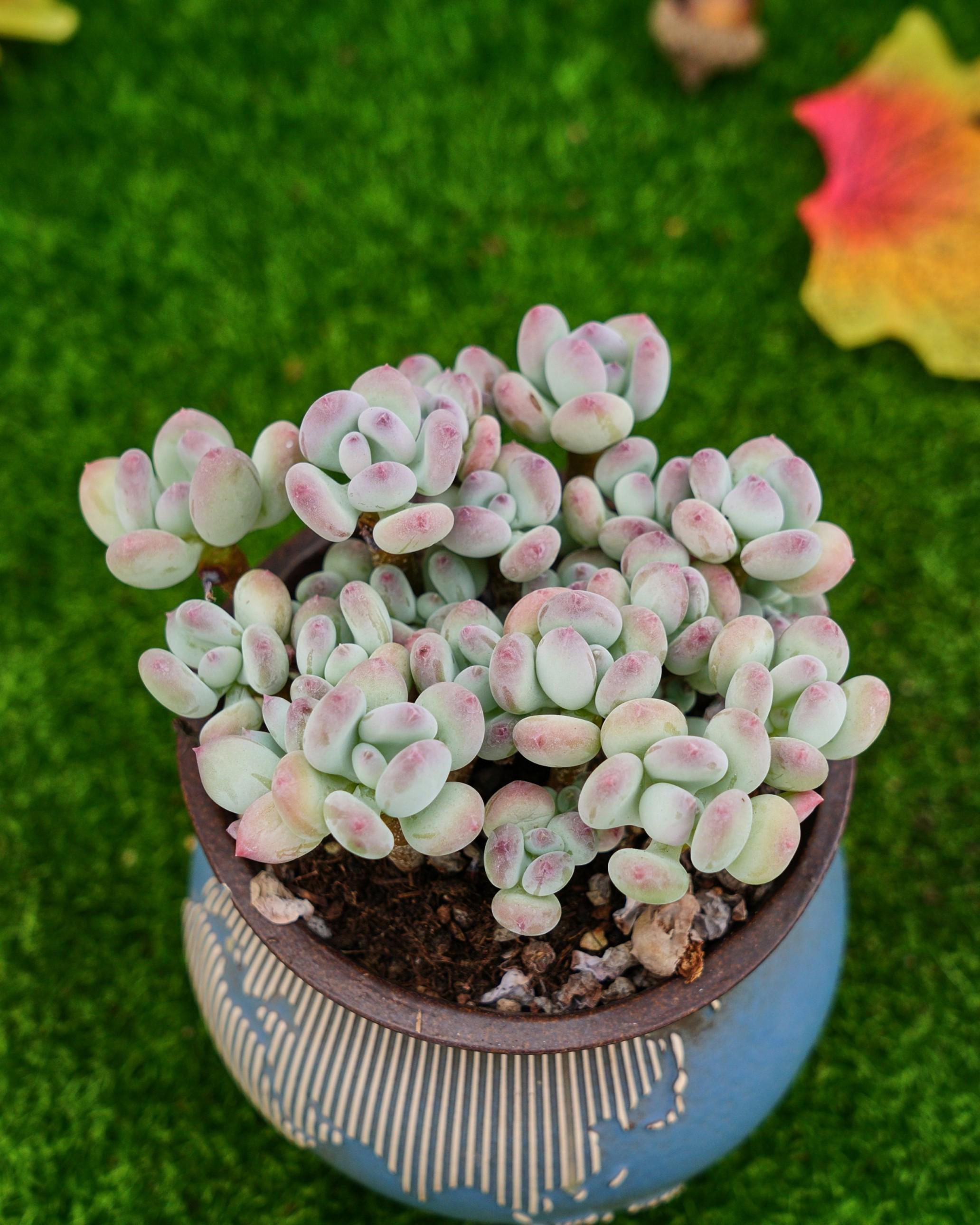 MaySlateArt - Etsy 日本