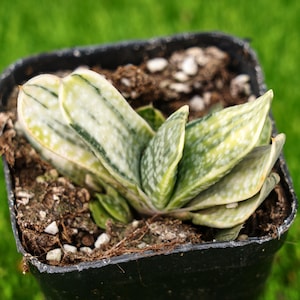 2.5&#39;&#39; Gasteria Gracilis