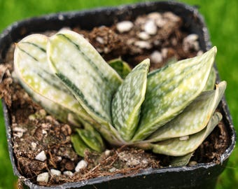 2.5'' Gasteria Gracilis - Etsy