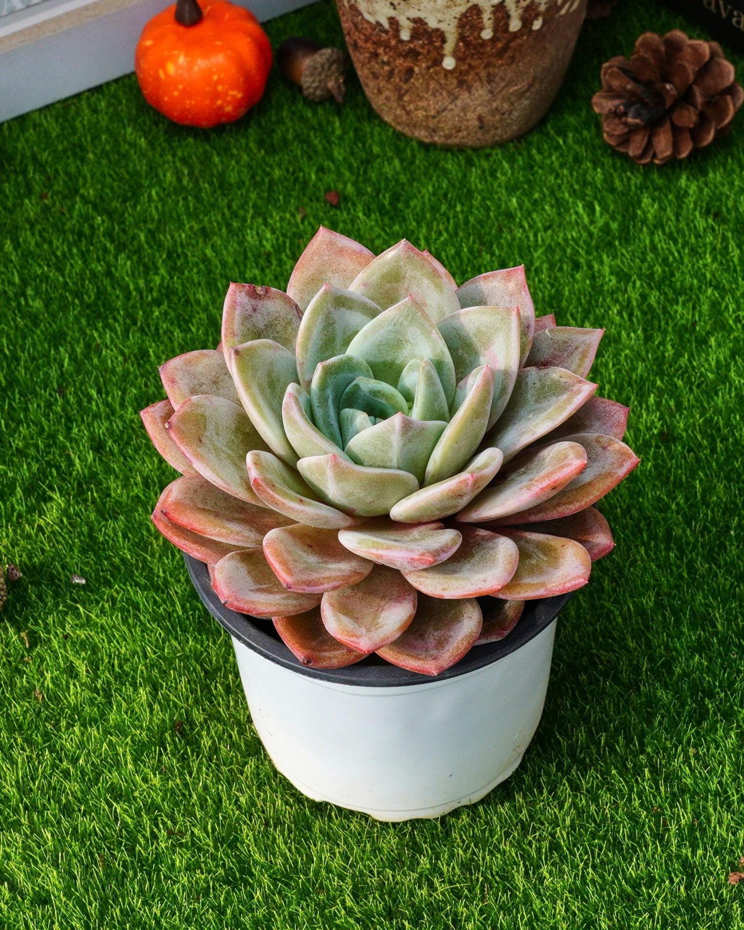 MaySlateArt - Etsy 日本