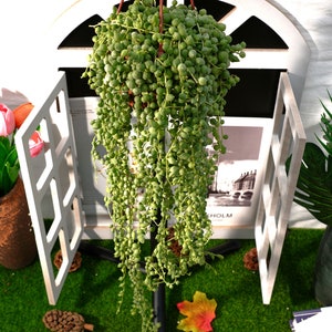 May include: A green string of pearls plant hanging from a black metal stand. The plant is in a brown pot and has long, trailing stems with small, round leaves. The plant is hanging in front of a white wooden window frame.