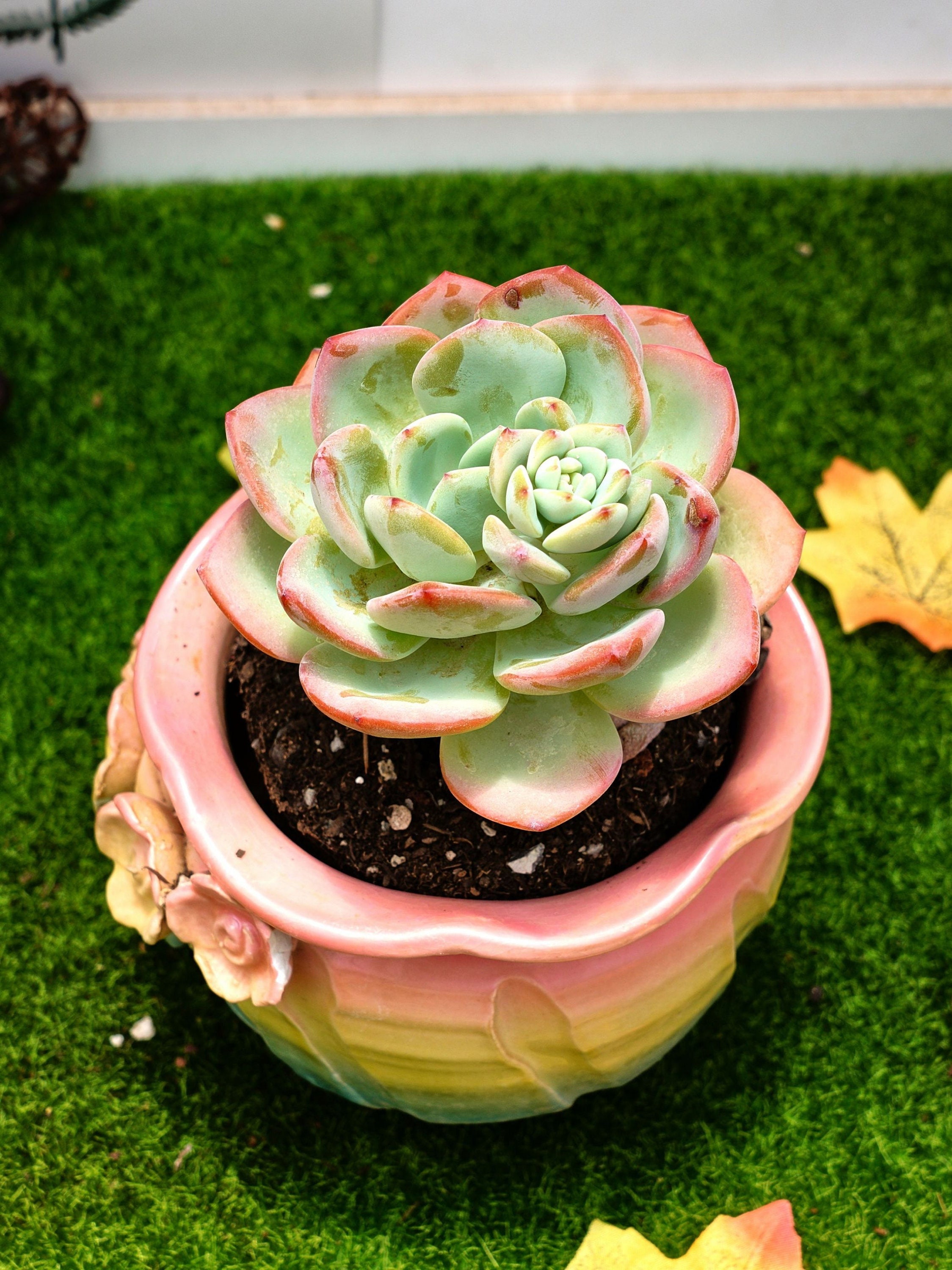 3'' エケベリア「ホワイト ムーンライト」 - Etsy 日本