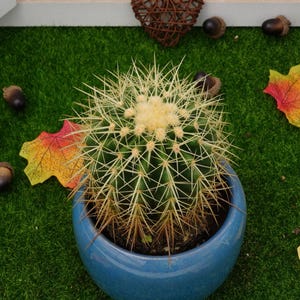 Echinocactus grusonii de 5 pulgadas