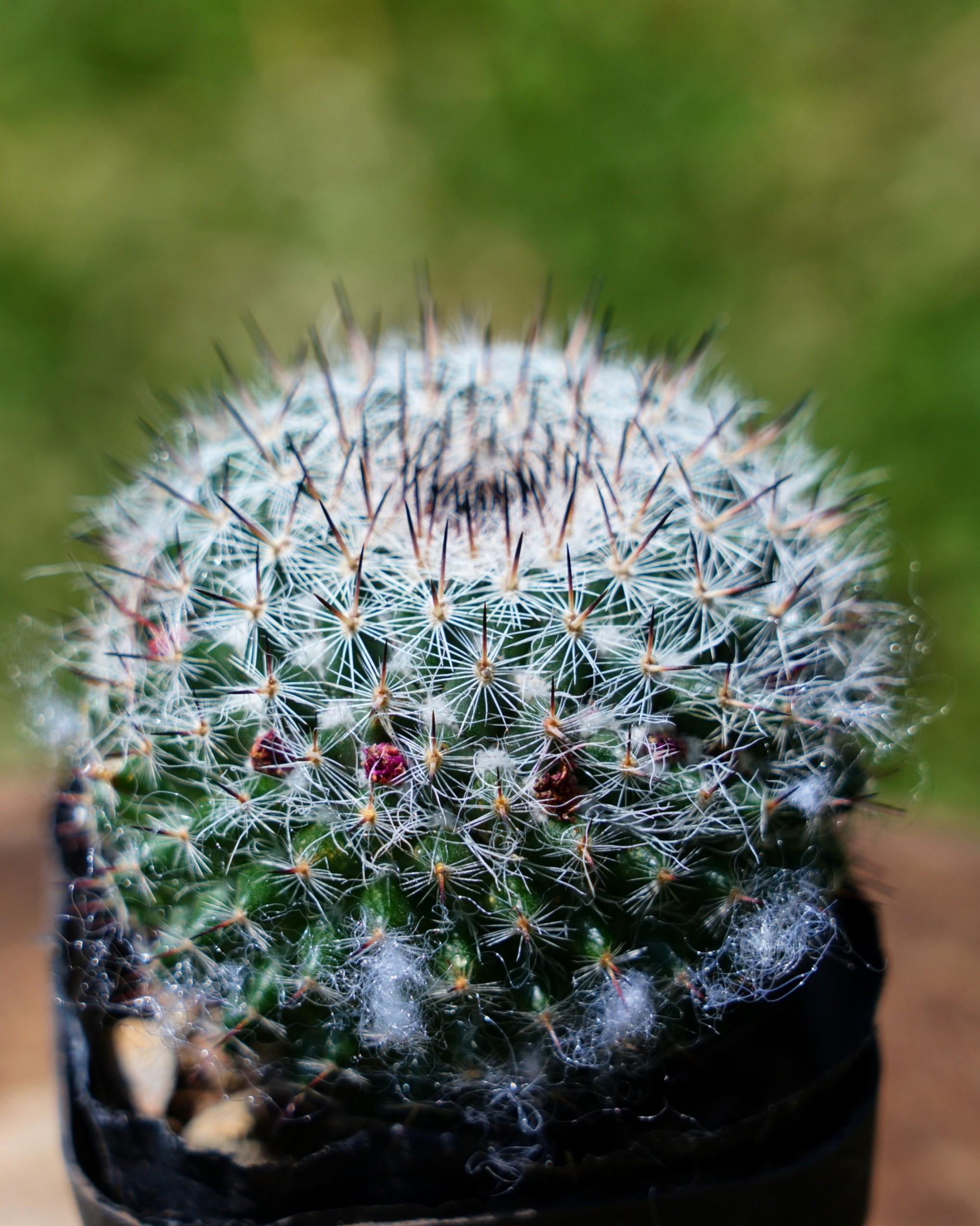 Mammillaria hahniana - Etsy 日本