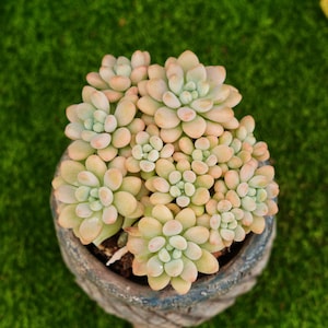4&#39;&#39; Echeveria Rococo