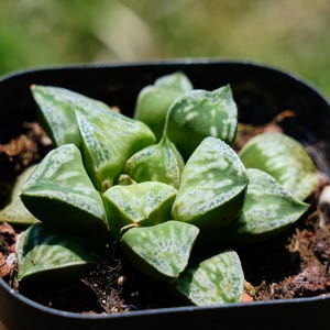2&#39;&#39; Haworthia Bronze Swallow Terrace