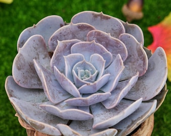5'' Echeveria Pollux