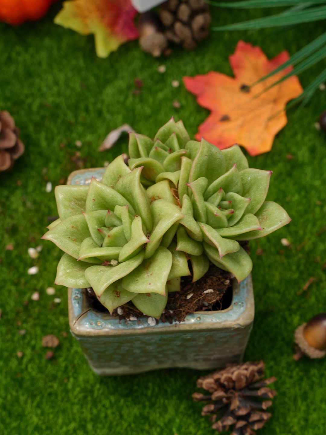 5''echeveria 'green Rose' Cluster - Etsy