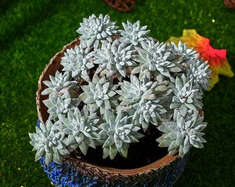 生きた多肉植物 - 珍しい多肉植物 - ダドリア グリネイ ホワイト