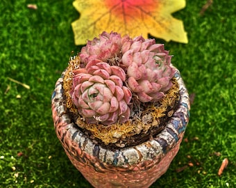 パキベリア レッド エンジェルズ フィンガー - 生きた多肉植物 - Etsy 日本