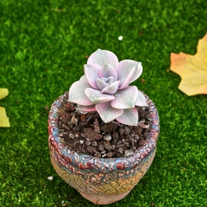 2&#39;&#39; Graptopetalum Purple Delight