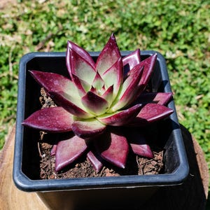 May include: A vibrant succulent plant with deep burgundy leaves and a light green center, potted in a square black plastic container. The plant sits on a wooden surface with a blurred green background.