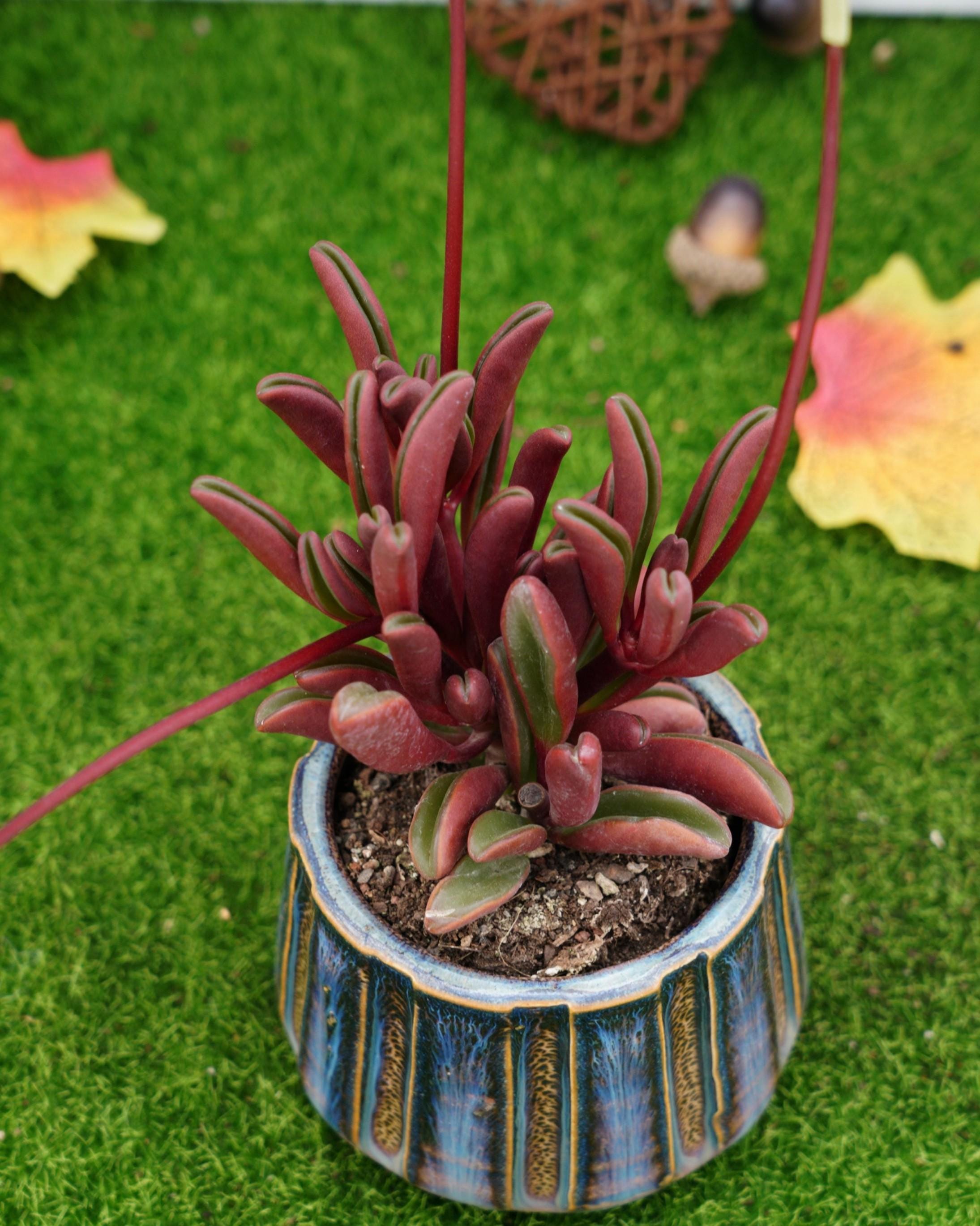 Peperomia variegated - Etsy 日本
