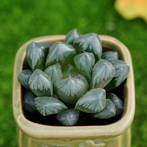 3&#39;&#39; Haworthia Obtusa Crystal