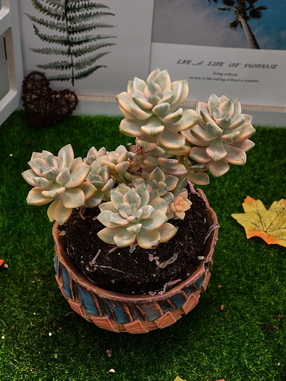 8'' Graptopetalum Mendozae Variegata - Etsy