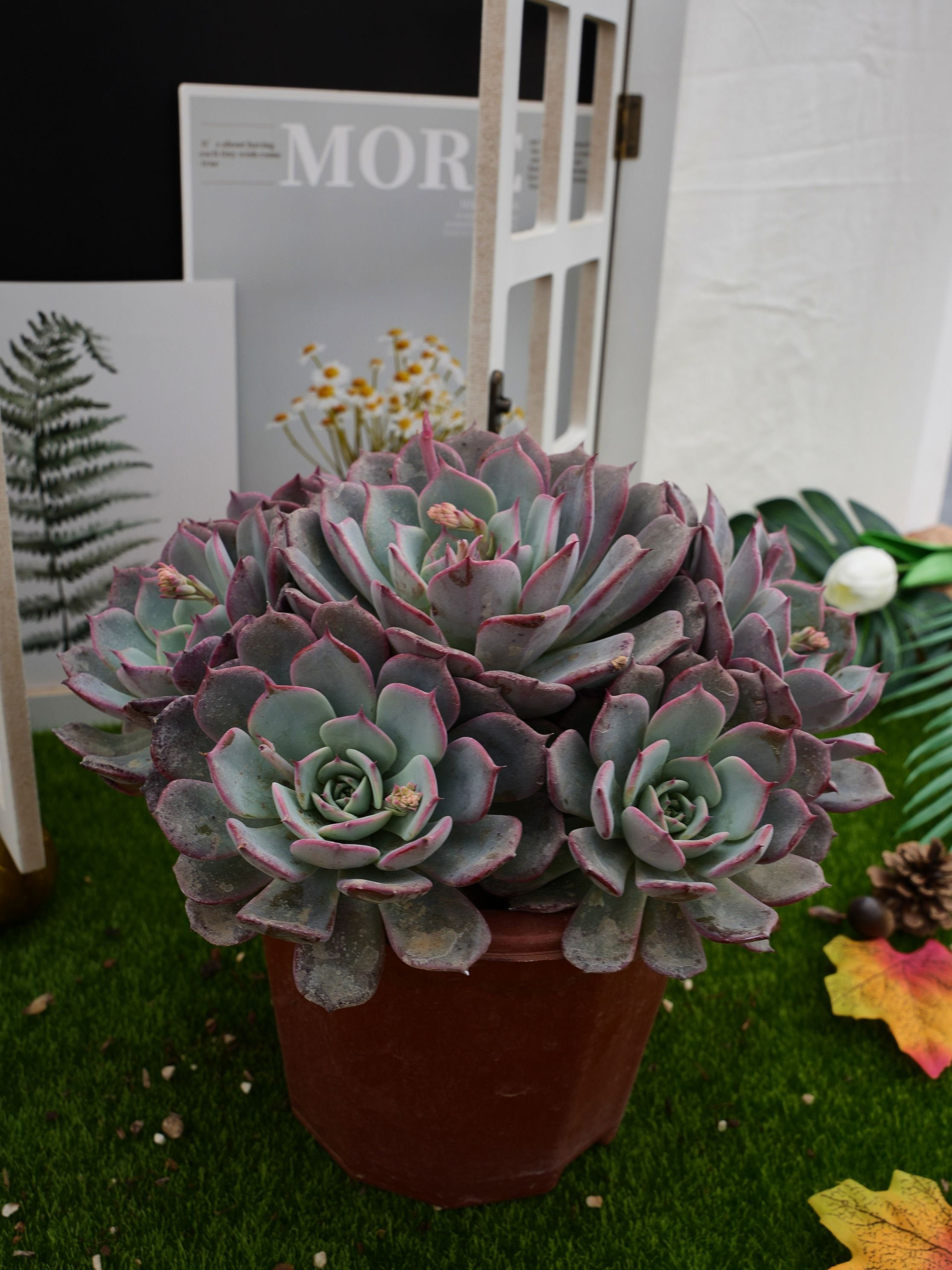 8''Echeveria Laulensis