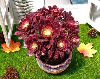 6&#39;&#39;Aeonium Mardi Gras